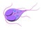 Giardia