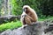 Gibbon