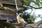 Gibbon