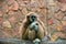 Gibbon is bored at the zoo