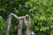 Gibbon carefully scaling a tall tree in a lush green forest.