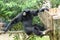 Gibbon climbing on tree branch