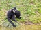 Gibbon drinking water (White-cheeked gibbon)