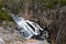 Gibbon Falls in Yellowstone