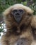 Gibbon Gabbing