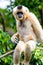 Gibbon of golden cheeks, Nomascus gabriellae