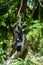 Gibbon hanging on tree