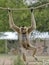 A Gibbon, Hylobates, Hangs from a Rope