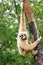 Gibbon (Hylobates lar)