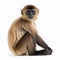 Gibbon, Hylobates, long-legged monkey, sitting, portrait, isolated on white