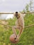 A Gibbon, Hylobates, Sits on a Rope