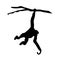 gibbon jumping and holding branch, silhouette, vector isolated on white background