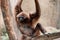 A gibbon lounges with arms raised, a perfect symbol of carefree relaxation and jungle gymnastics