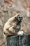 Gibbon in majestic pose