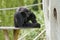 Gibbon Monkey