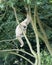 Gibbon Monkey