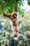 Gibbon monkey