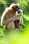 Gibbon monkey & baby