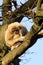 Gibbon monkey with a baby in the tree