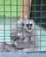 Gibbon monkey in a cage