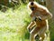 Gibbon monkey carrying baby