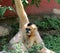 Gibbon Monkey Fooling About