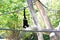 Gibbon monkey hanging on rope