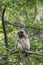 Gibbon Monkey - Hylobates Lar