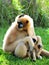 Gibbon monkey (Nomascus) carring for baby