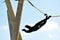 Gibbon monkey (Nomascus) swinging on rope