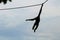Gibbon monkey rope blue sky