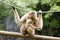 Gibbon mother and baby