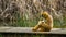 Gibbon mother holding her new born infant, primates with babys