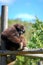 Gibbon relaxing on a wood climbing structure