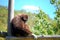 Gibbon relaxing on a wood climbing structure