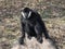 Gibbon sitting on the rock