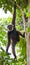 Gibbon sitting on the tree. Indonesia. The island of Kalimantan Borneo.