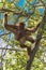 Gibbon, a species of great ape, scaling a tall tree in its natural habitat