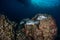 Gibbus sweetlips, Plectorhinchus gibbosus in a tropical coral reef of Andaman sea