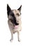 Giberian Shepsky, German Shepherd Siberian Husky mix dog isolated