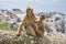 Gibraltar Apes