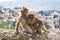 Gibraltar Apes