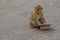 A Gibraltar Barbary Ape sits in the road with hands in a woman`s hat as if begging for coins