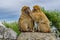 Gibraltar Barbary Apes in Serious Grooming of Face