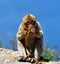 Gibraltar Barbary macaque