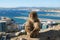 Gibraltar Barbary Macaque ape sitting on wall
