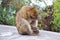 Gibraltar Barbary macaque monkey sitting on wet cement fence and hold its head with monkey hand