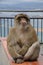 Gibraltar Barbary macaque monkey sitting on wet fence and looking up