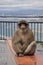 Gibraltar Barbary macaque monkey sitting on wet fence and proudly looking into camera