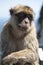 Gibraltar Barbery macaque